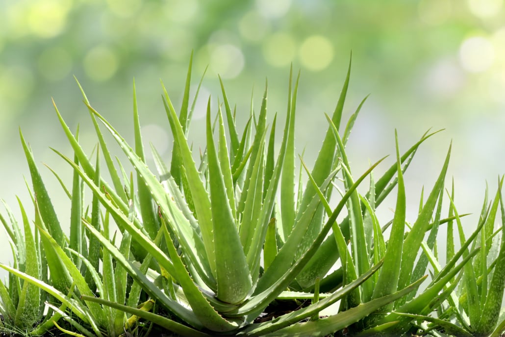10 Best Natural Sugar Substitutes – Your Healthier Sugar Alternatives to Try –13