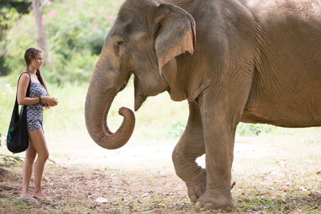 Elephant_Sanctuary_Our_Projects_Siam_Hills_Coffee_3