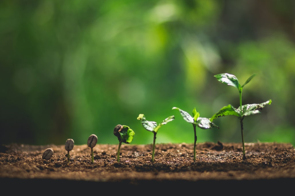 A Coffee Journey – 10 Steps From the Seed to Your Cup – 2