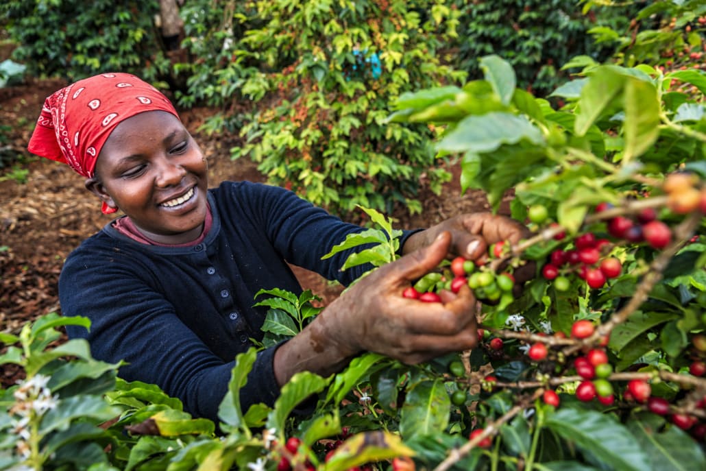 A Coffee Journey – 10 Steps From the Seed to Your Cup – 3