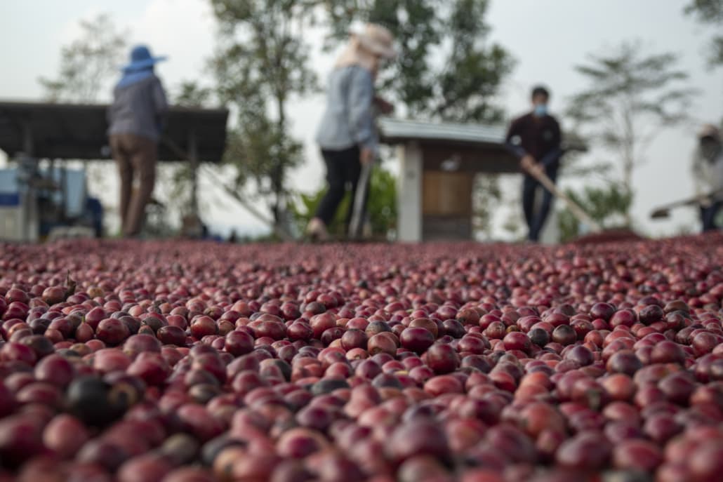 A Coffee Journey – 10 Steps From the Seed to Your Cup – 5