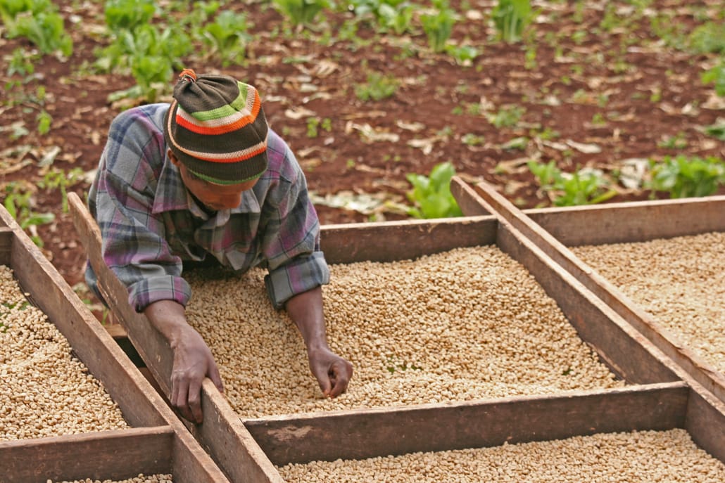 A Coffee Journey – 10 Steps From the Seed to Your Cup – 6