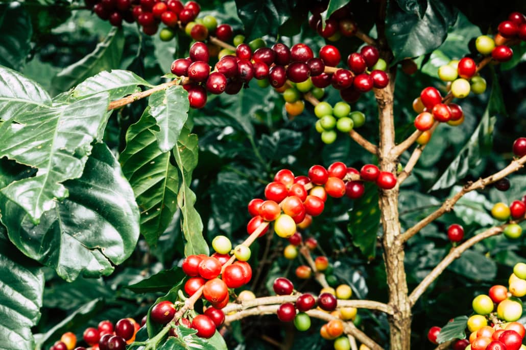 Arabica and Robusta Coffee –Top 10 Arabica vs. Robusta Differences – 10 