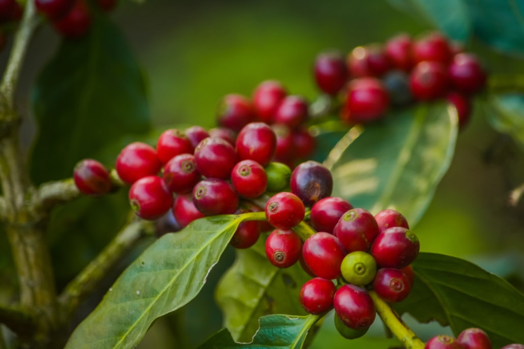 Arabica and Robusta Coffee –Top 10 Arabica vs. Robusta Differences – 2