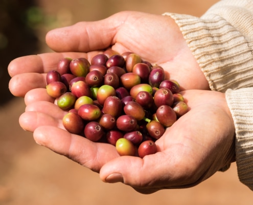Red_Coffee_Berry_Beans_Close_Up_Siam_Hills_Coffee_Coffee_Thailand