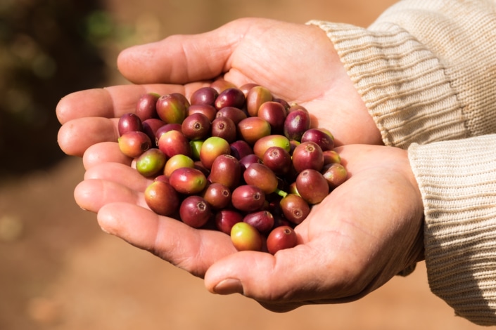 Close up red berries Thai coffee beans in agriculturist hand. Fresh organic red coffee cherries in Doi Chang, Chiang Rai, Thailand.