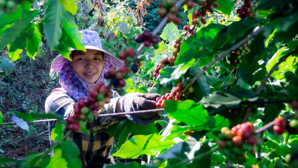 Coffee and Fair Trade – Is Fair Trade Coffee Good or Bad – 2