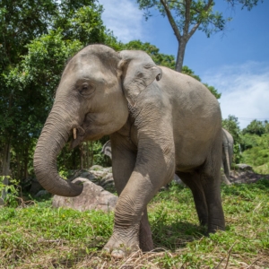 Elephant_Sanctuary_Our_Projects_Siam_Hills_Coffee_7