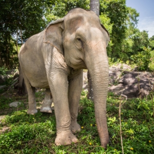 Elephant_Sanctuary_Our_Projects_Siam_Hills_Coffee_5