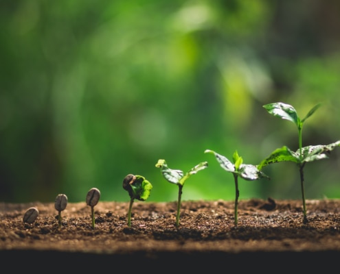 Coffee_Plant_Seedlings_Growing_Up_In_Nature_Close_Up_Siam_Hills_Coffee_Coffee_Thailand