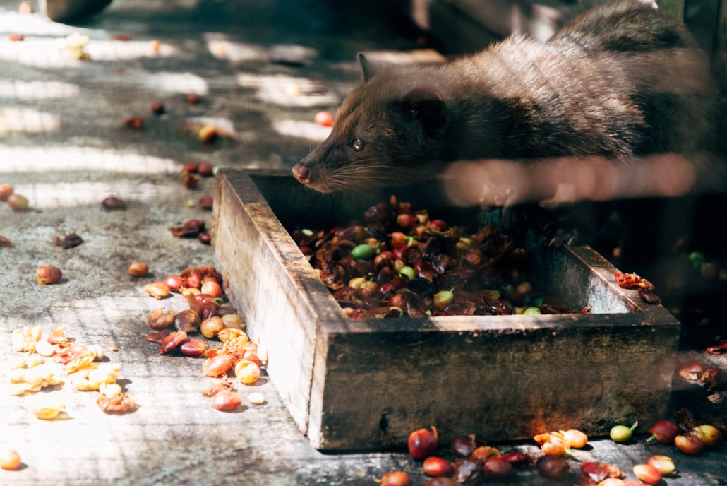 Kopi_Luwak_Coffee_The_Most_Expensive_Coffee_An_Honest_Opinion_10