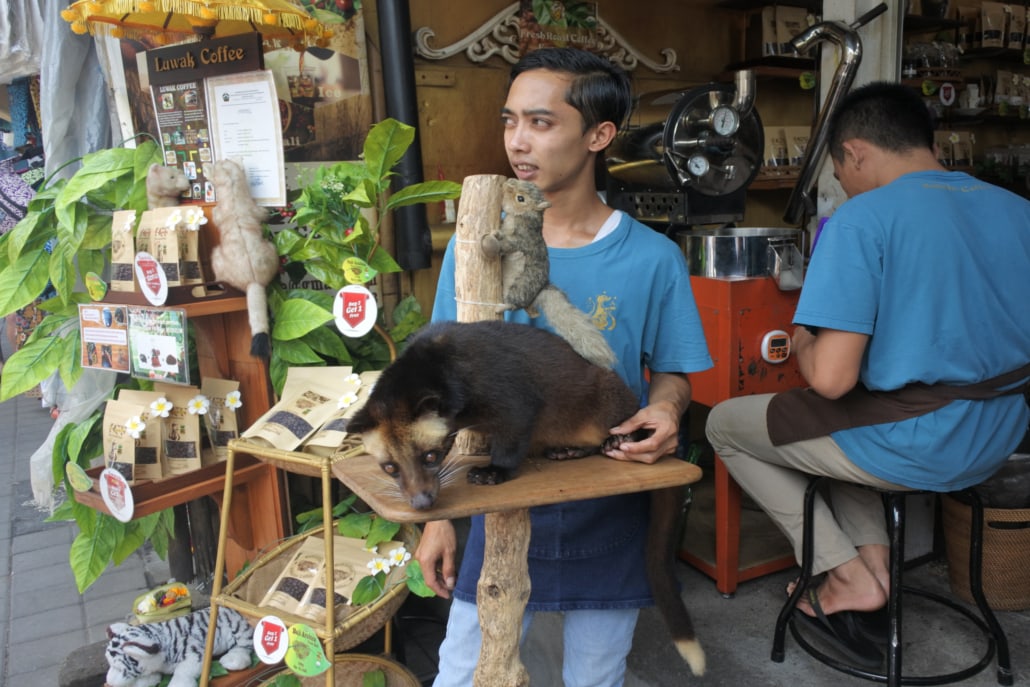  Kopi_Luwak_Coffee_The_Most_Expensive_Coffee_An_Honest_Opinion (3)