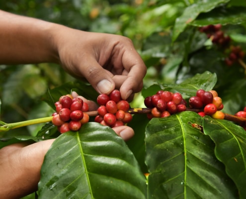 Ripe_Coffee_Beans_Siam_Hills_Coffee_Coffee_Thailand