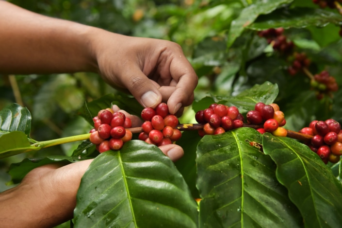 Thailand coffee beans ripening on a tree.