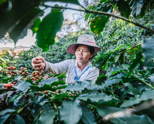 Coffee_Hand_Picking_Northern_Thailand_By_Thai_Woman_Siam_Hills_Coffee_Coffee_Thailand