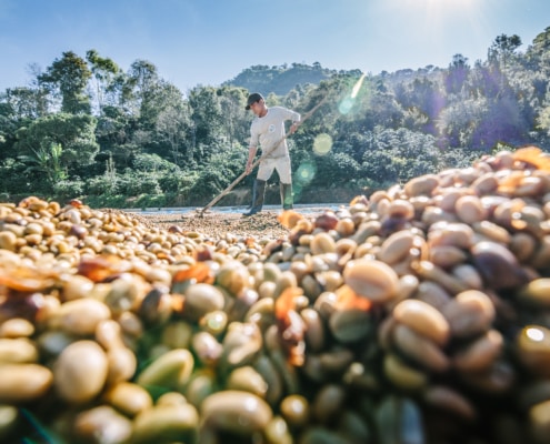 Coffee_Natural_Drying_Process_Northern_Thailand_Siam_Hills_Coffee_1