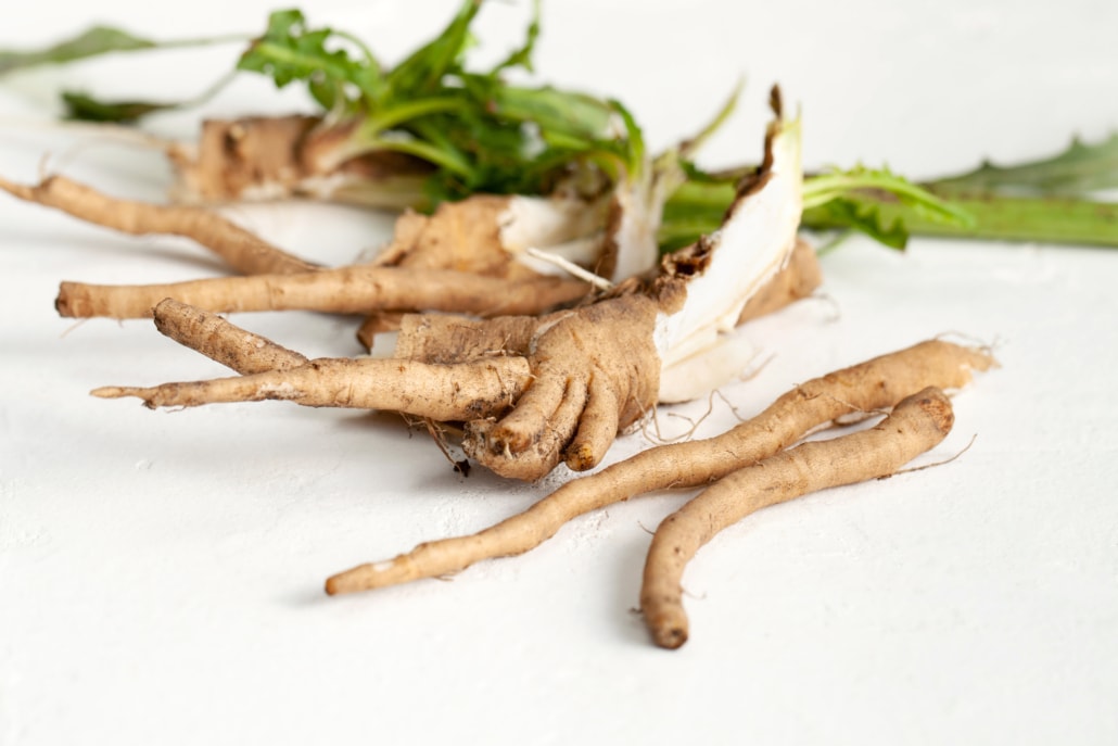 What is Chicory Coffee – A Healthy Alternative to Coffee or Not –4