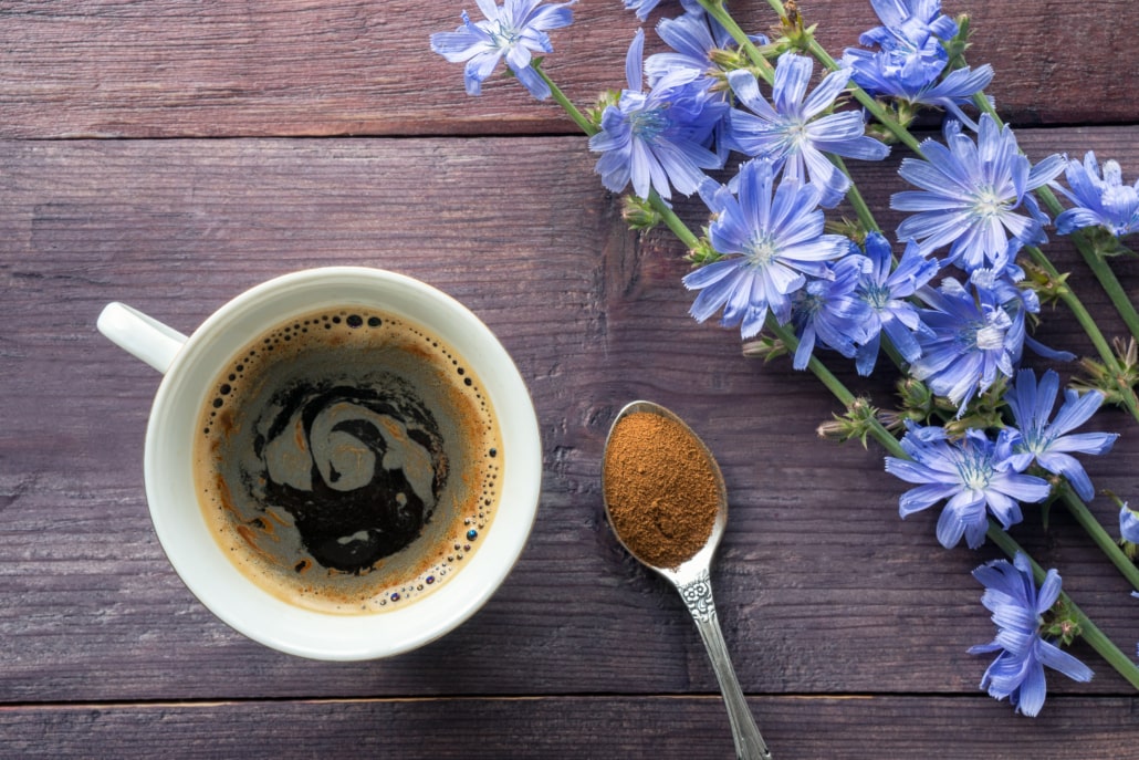 What is Chicory Coffee – A Healthy Alternative to Coffee or Not –2