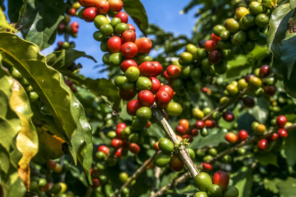 What is Robusta Coffee –Top 10 Robusta vs. Arabica Differences – 2