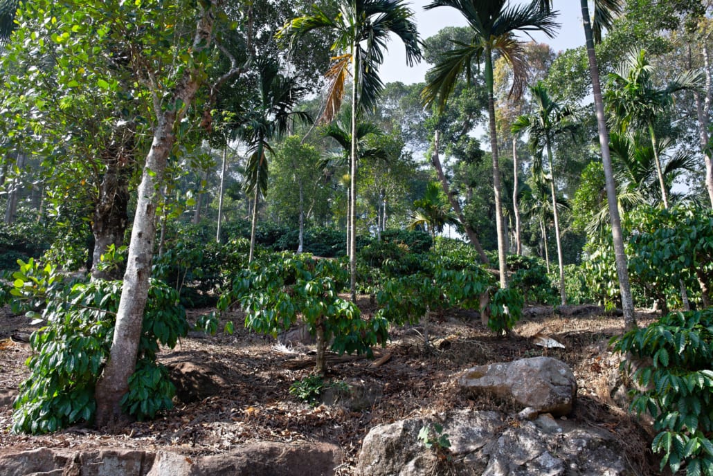 What is Shade-Grown Coffee – Does it Make our Coffee Taste Better – 3