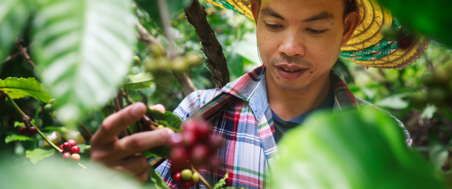 What is Shade-Grown Coffee – Does it Make our Coffee Taste Better – 1