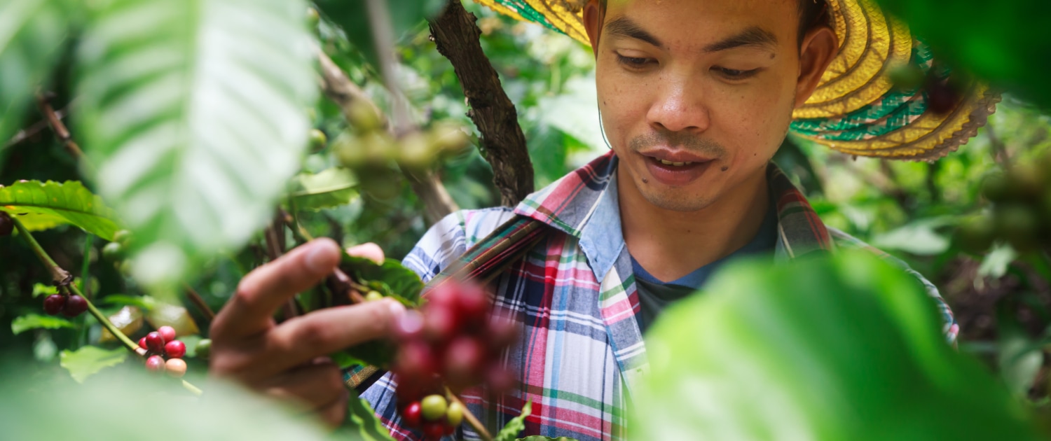 What is Shade-Grown Coffee – Does it Make our Coffee Taste Better – 1