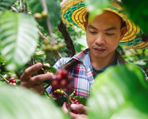 What is Shade-Grown Coffee – Does it Make our Coffee Taste Better – 1